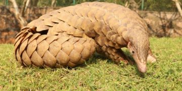 Chinezii au descoperit animalul de la care provine coronavirusul