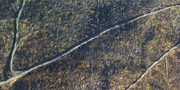 Comisia Europeană a deschis procedura de infringement în România pentru tăierile ilegale