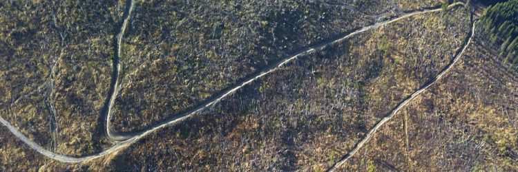 Comisia Europeană a deschis procedura de infringement în România pentru tăierile ilegale