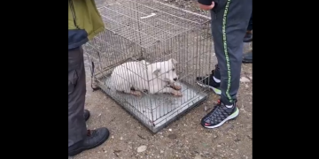 Caz şocant în țară: un bărbat şi-a violat câinele
