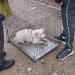 Caz şocant în țară: un bărbat şi-a violat câinele