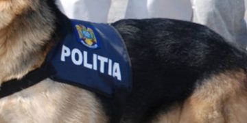 Câinele Wat, alături de poliţiştii maramureşeni în combaterea contrabandei de tutun