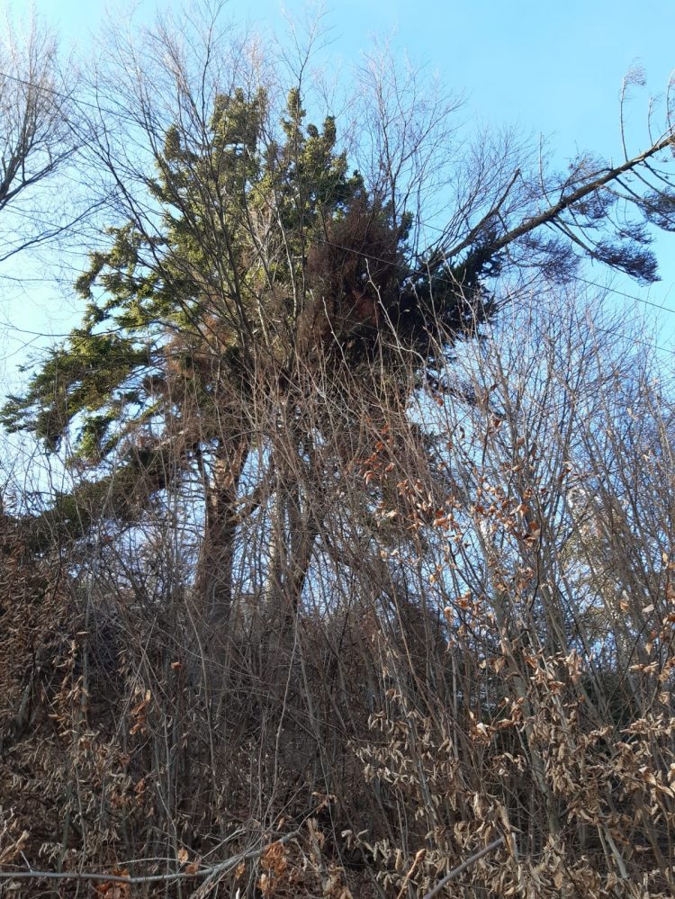 Se lucrează la înlocuirea a şase stâlpi de medie tensiune rupți de vânt și copaci căzuți