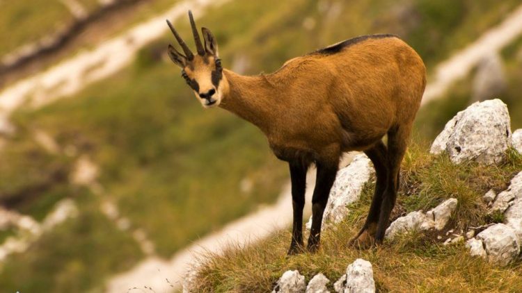 Ciocârlia și capra neagră vor fi protejate. Vânătoarea celor două specii va fi interzisă