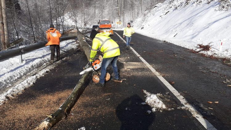 Copaci prăbușiți sub rafalele de vânt puternic pe DN18, Pasul Gutâi – foto