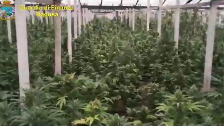 Român care creștea o plantaţie de marijuana în sere, de 25 de milioane de Euro, căutat în Italia