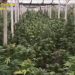 Român care creștea o plantaţie de marijuana în sere, de 25 de milioane de Euro, căutat în Italia