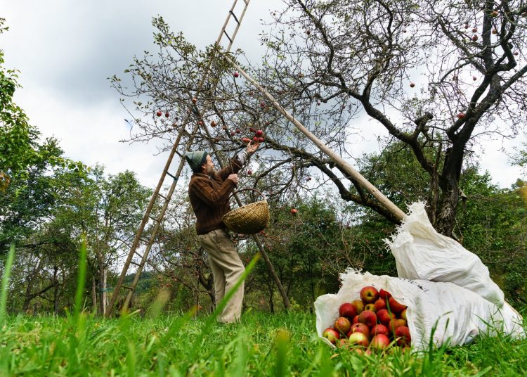 Seminar de pomicultură la Liceul Tehnologic Agricol „Alexiu Berinde” Seini‎