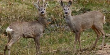 În plină criză pe coronavirus, Guvernul PNL, proiect de ordin pentru uciderea a peste 14.000 de femele și pui de căprioare