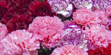 Flori şi mărţişoare sustrase de trei minori dintr-un chioşc din Seini