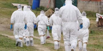 Cele două focare de gripă aviară din localitatea maramureșană Seini au fost închise