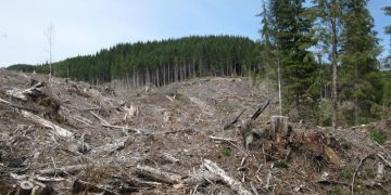 Cea mai mare tăiere ilegală,100.000 metri cubi de arbori rași de pe fața pământului, la Ocolul Sighet. „Îi vreau în cătuşe pe toţi!” – spune ministrul Mediului