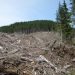 Cea mai mare tăiere ilegală,100.000 metri cubi de arbori rași de pe fața pământului, la Ocolul Sighet. „Îi vreau în cătuşe pe toţi!” – spune ministrul Mediului