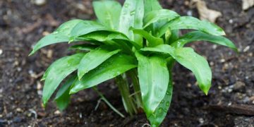 Leurda – Ce este şi cum se foloseşte