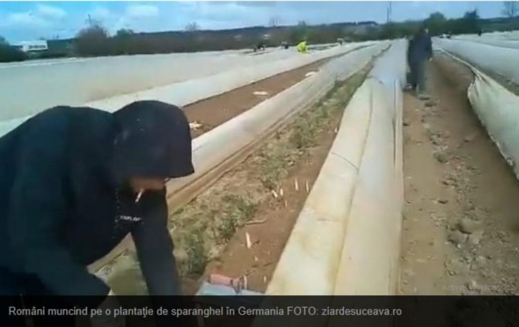 Bombă! Firma care a trimis românii la cules de sparanghel în Germania aparține unui liberal infectat și el cu coronavirus