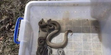 Vipere găsite în curtea unei pensiuni din Budești, prinse cu ajutorul jandarmilor