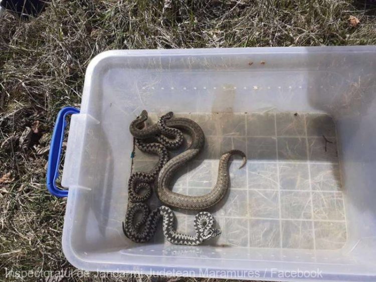 Vipere găsite în curtea unei pensiuni din Budești, prinse cu ajutorul jandarmilor