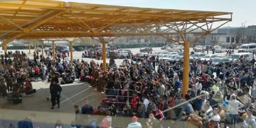 Mutu a știut, dar a tăcut, Mandolină latră în pustiu