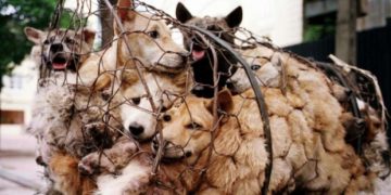 Autorităţile chineze interzic unul dintre cele mai vechi obiceiuri: consumul de carne de câine, posibilă sursă a COVID-19