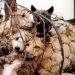 Autorităţile chineze interzic unul dintre cele mai vechi obiceiuri: consumul de carne de câine, posibilă sursă a COVID-19