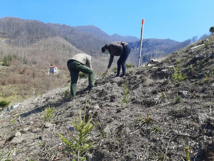 Șantier de împăduriri la Ocolul Silvic Firiza