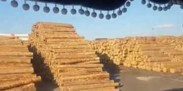 „Munți” de lemne în curțile fabricilor Holzindustrie – Schweighofer