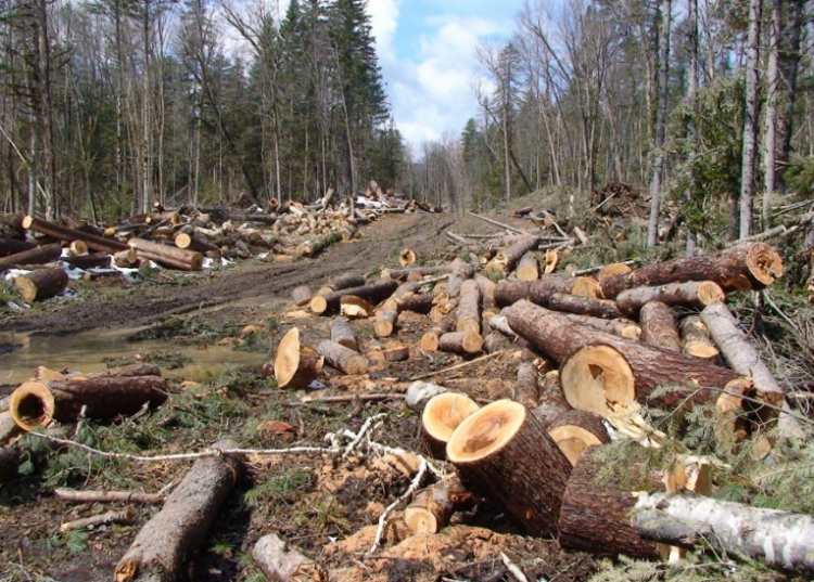 În timp ce România este în izolare, o pădure întreagă a fost tăiată de mafia lemnului