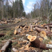 În timp ce România este în izolare, o pădure întreagă a fost tăiată de mafia lemnului