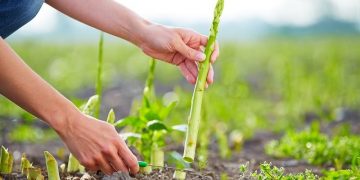 Cât a câştigat un român în trei luni de cules sparanghel în Germania