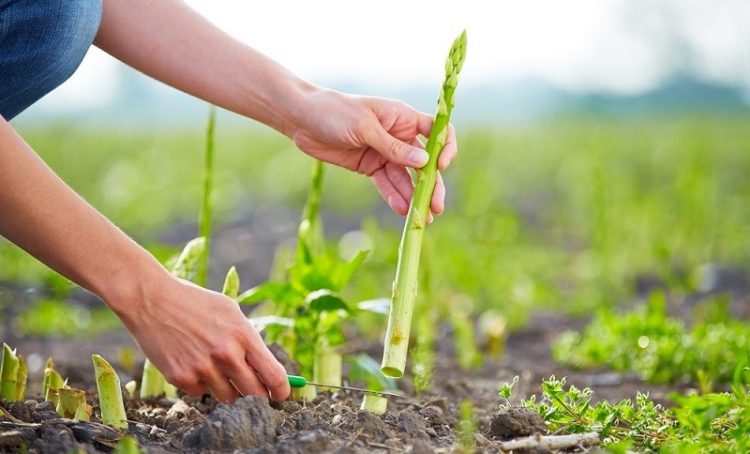 Cât a câştigat un român în trei luni de cules sparanghel în Germania