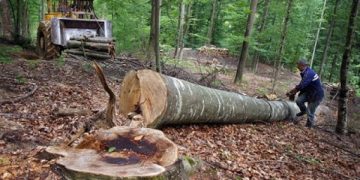 Așa nu se mai poate: Peste 100 de dosare penale pentru furturi din pădure. Totul într-o singură săptămână.