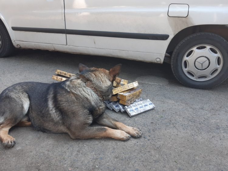 Spaima contrabandiştilor: câinele poliţist Vis a descoperit un bax cu ţigări de contrabandă în maşina unei băimărence