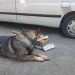 Spaima contrabandiştilor: câinele poliţist Vis a descoperit un bax cu ţigări de contrabandă în maşina unei băimărence