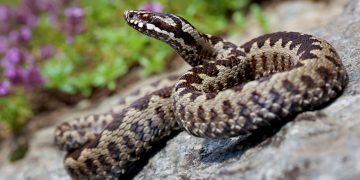 Cum recunoaștem și cum tratăm mușcăturile de vipere
