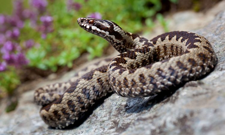 Cum recunoaștem și cum tratăm mușcăturile de vipere