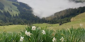 Imagini superbe din Parcul Naţional Munţii Rodnei: Au înflorit și narcisele