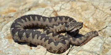 Atenţie la şerpi! Salvamontiştii trag un semnal de alarmă