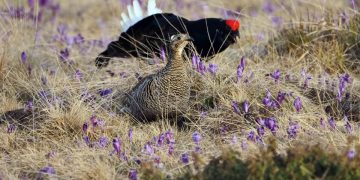 Imagini superbe surprinse la Borșa. Nu ai mai văzut așa ceva – FOTO