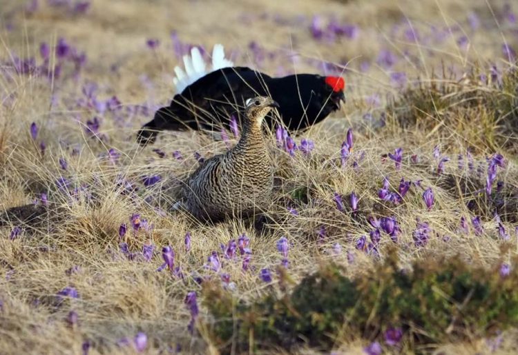 Imagini superbe surprinse la Borșa. Nu ai mai văzut așa ceva – FOTO