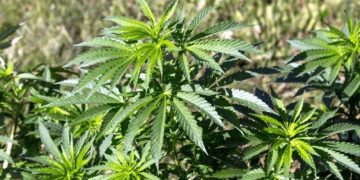 Primim de la cititori: Semințe de cânepă, ganja sau marijuana, de vânzare pe net. Bonus: consultanță la înființarea culturii