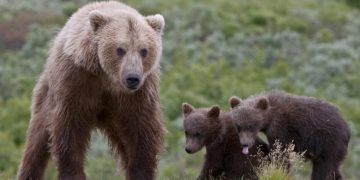 Ursoaică cu doi pui, salvată după ce a rămas prinsă într-o sârmă pe o păşune