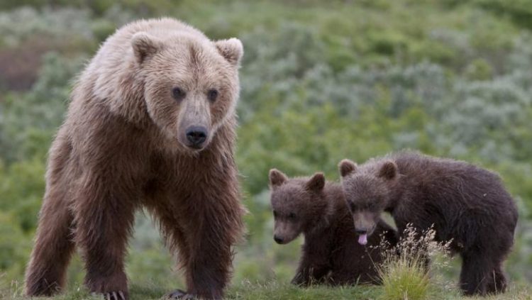 Ursoaică cu doi pui, salvată după ce a rămas prinsă într-o sârmă pe o păşune