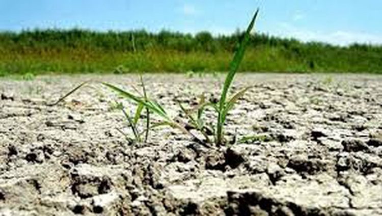 Ministrul Agriculturii: N-a mai fost de 50-60 de ani o secetă ca acum