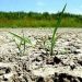 Ministrul Agriculturii: N-a mai fost de 50-60 de ani o secetă ca acum