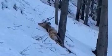 Măcel în pădure. Doi braconieri din Borșa au căsăpit doi cerbi – FOTO și VIDEO