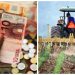 APIA a dat startul eliberării adeverințelor aferente Campaniei 2020. În Maramureş au fost depuse peste 27.400 cereri