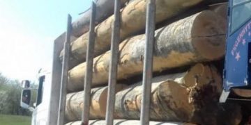 Legea care interzice pentru 10 ani exportul de buștean în spațiul extracomunitar a fost promulgată