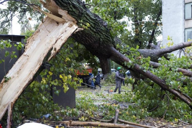 Copac căzut pe carosabil în Baia Mare