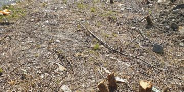 Firmă din Borşa, amendată cu 35.000 de lei pentru defrişări ilegale în albia râului Vișeu – FOTO