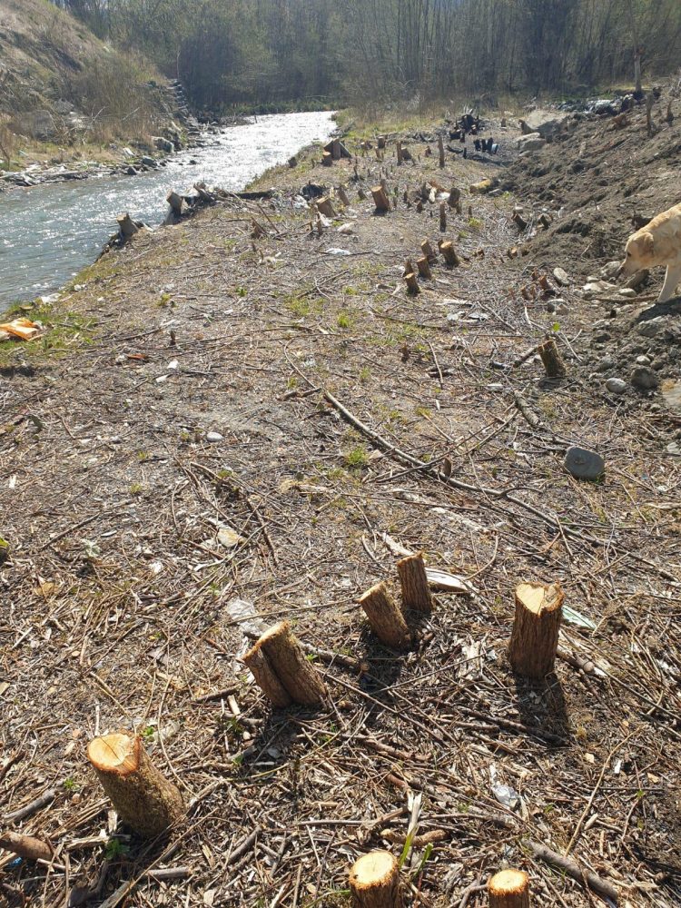 Firmă din Borşa, amendată cu 35.000 de lei pentru defrişări ilegale în albia râului Vișeu – FOTO